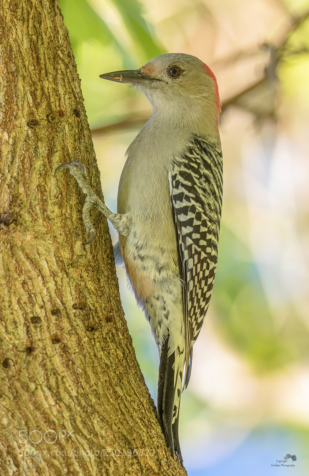Canon EOS 7D Mark II sample photo. Woodpecker photography