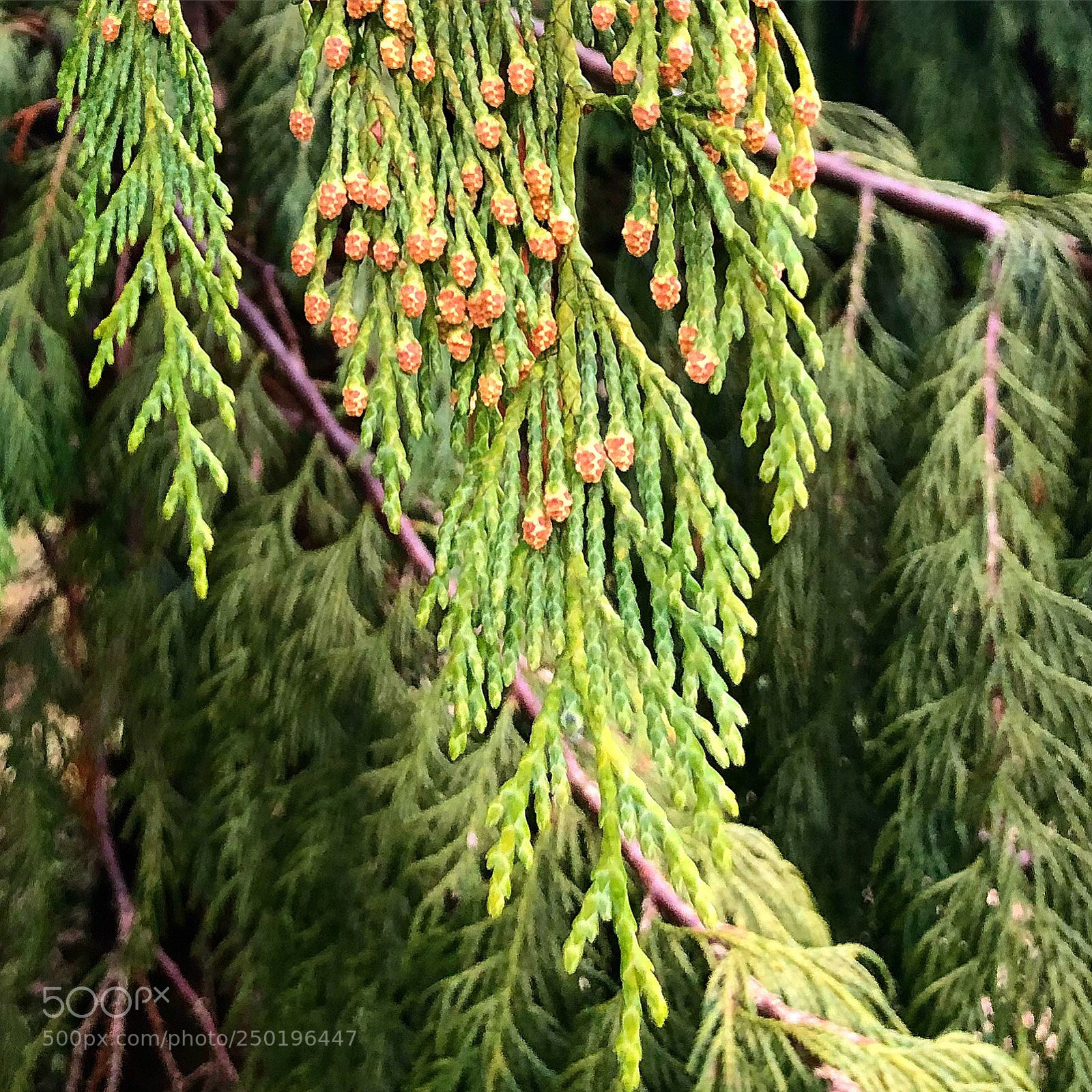 Apple iPhone 8 Plus sample photo. Beautifulnature photography