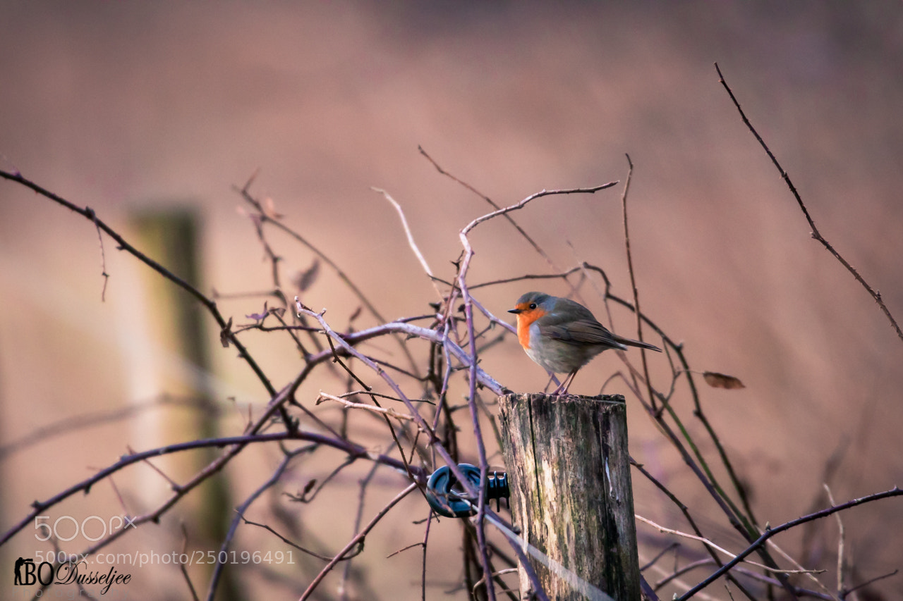 Canon EOS 80D sample photo. Robin perched photography