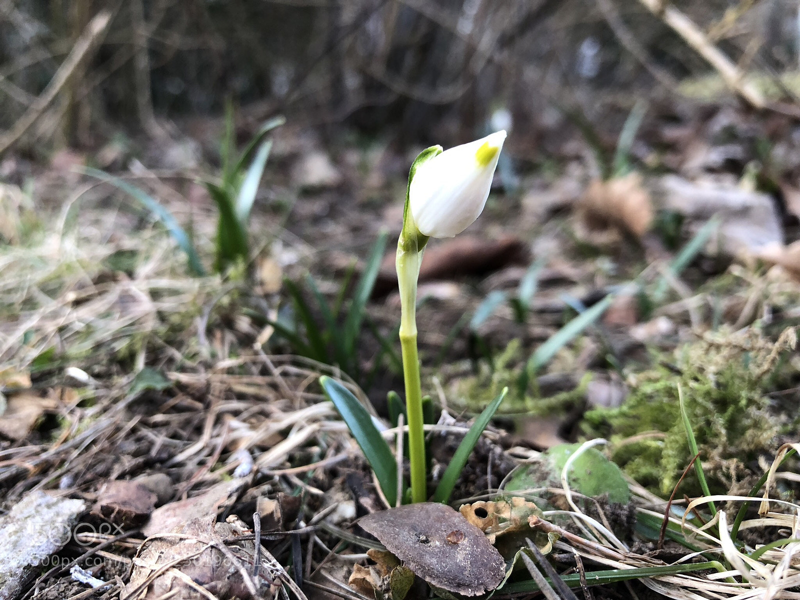 Apple iPhone X sample photo. Untitled photography