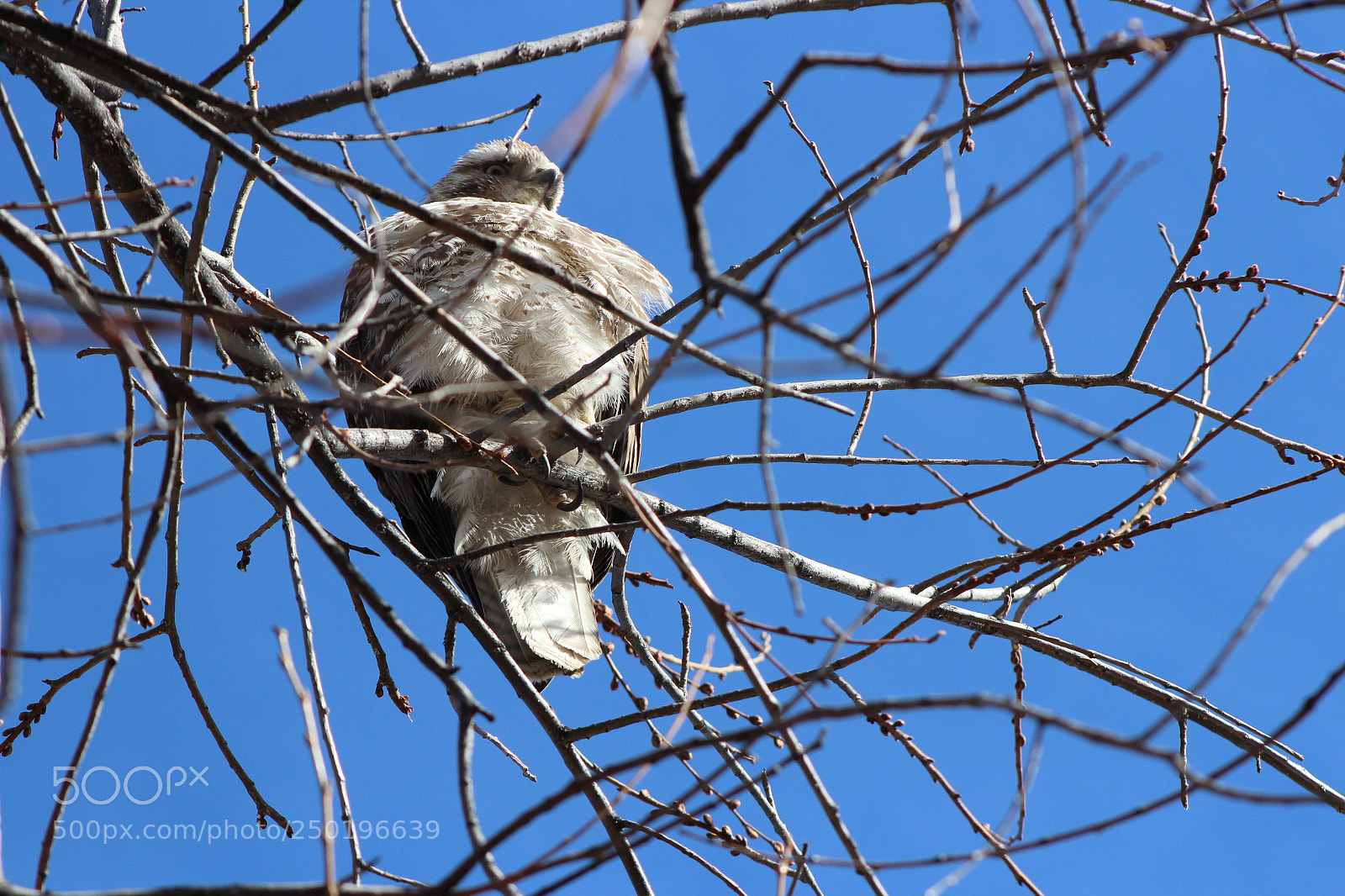 Canon EF 75-300mm f/4-5.6 sample photo. Hawk photography