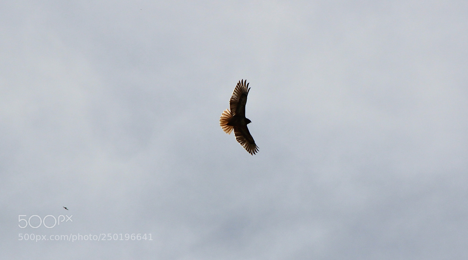 Canon EOS 1200D (EOS Rebel T5 / EOS Kiss X70 / EOS Hi) sample photo. Hawk photography