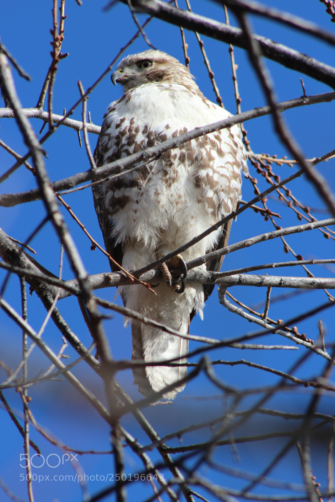 Canon EF 75-300mm f/4-5.6 sample photo. Hawk photography