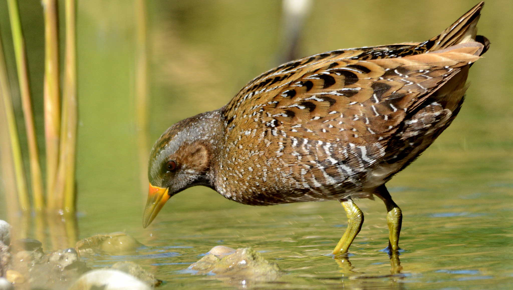 Nikon D7100 + Sigma 150-500mm F5-6.3 DG OS HSM sample photo. Spotted crake photography