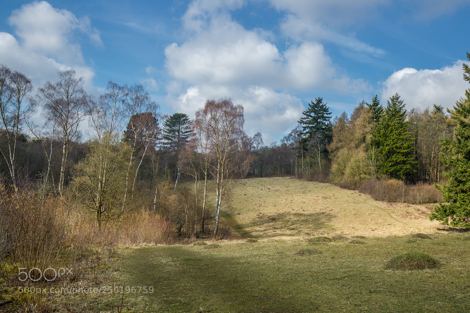 Canon EOS-1D X Mark II sample photo. Warburg uk photography