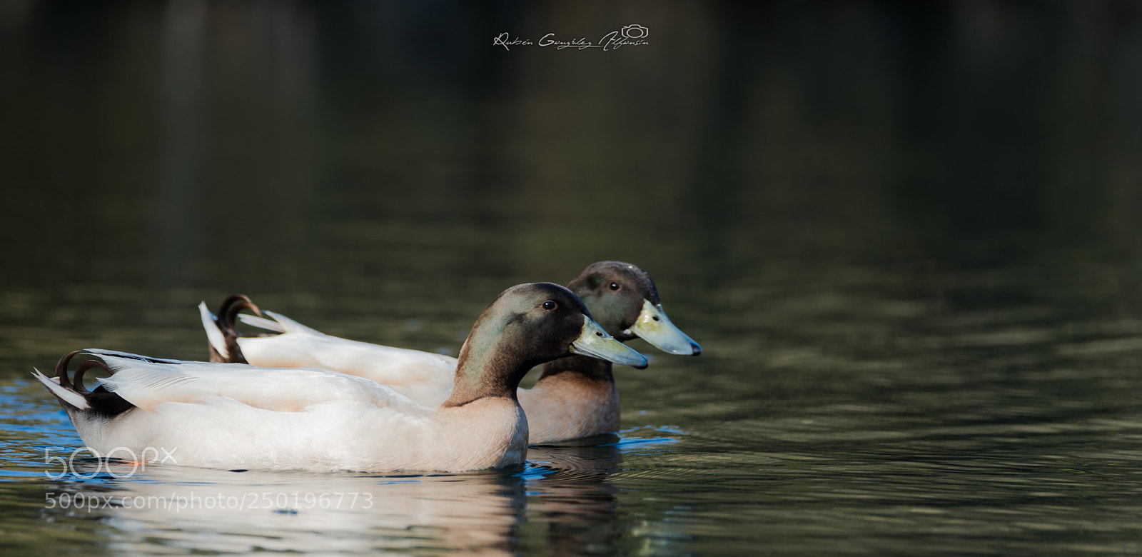 Nikon D810 sample photo. Ducks photography