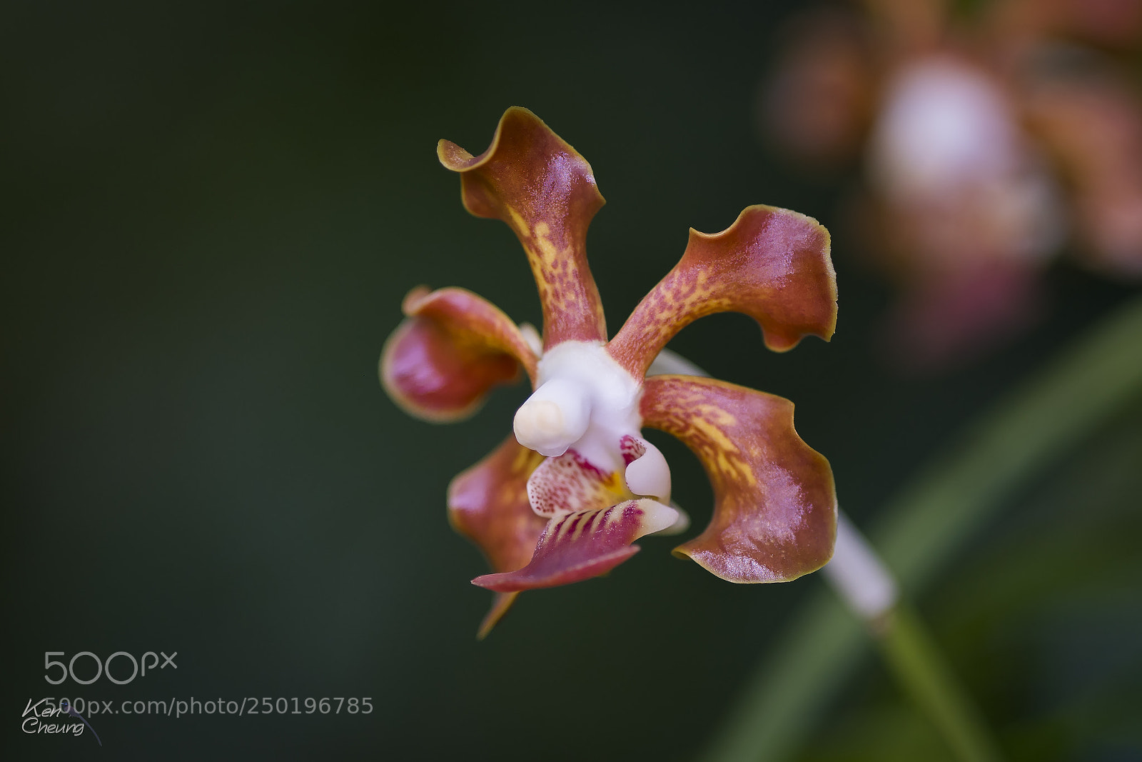 Sony a7R II sample photo. Orchid photography