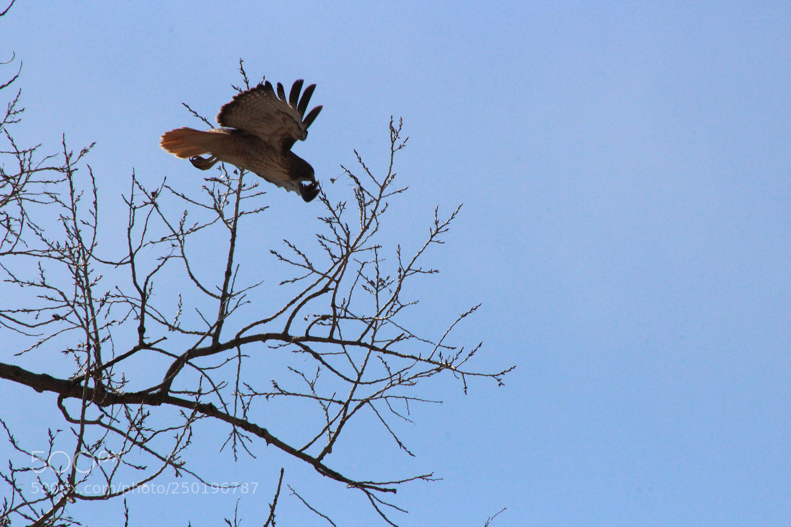 Canon EF 75-300mm f/4-5.6 sample photo. Hawk photography