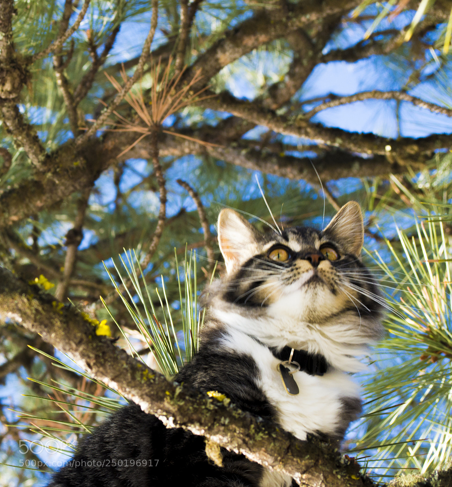 Nikon D3200 sample photo. Kitten photography