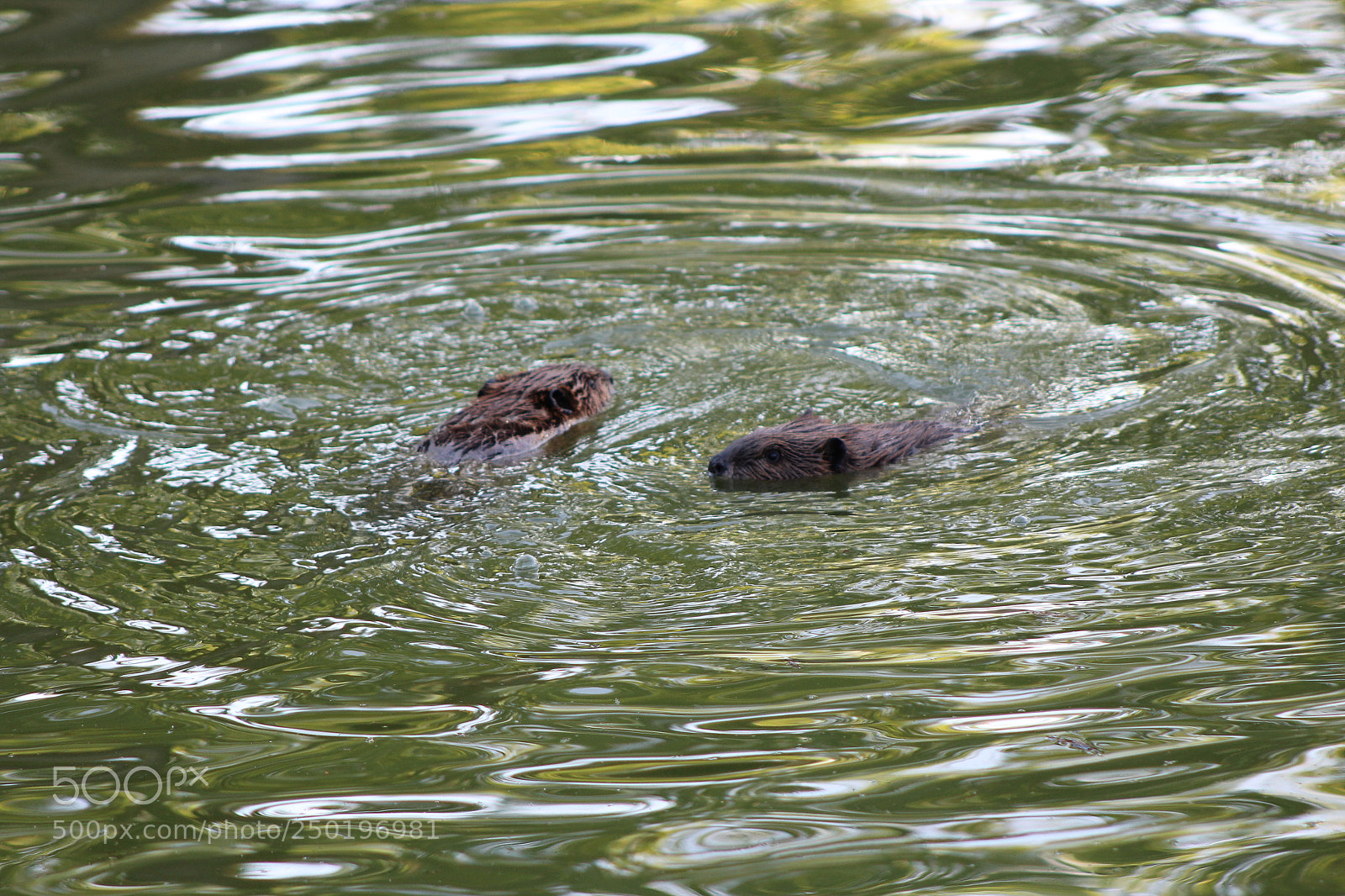 Canon EF 75-300mm f/4-5.6 sample photo. Beavers photography