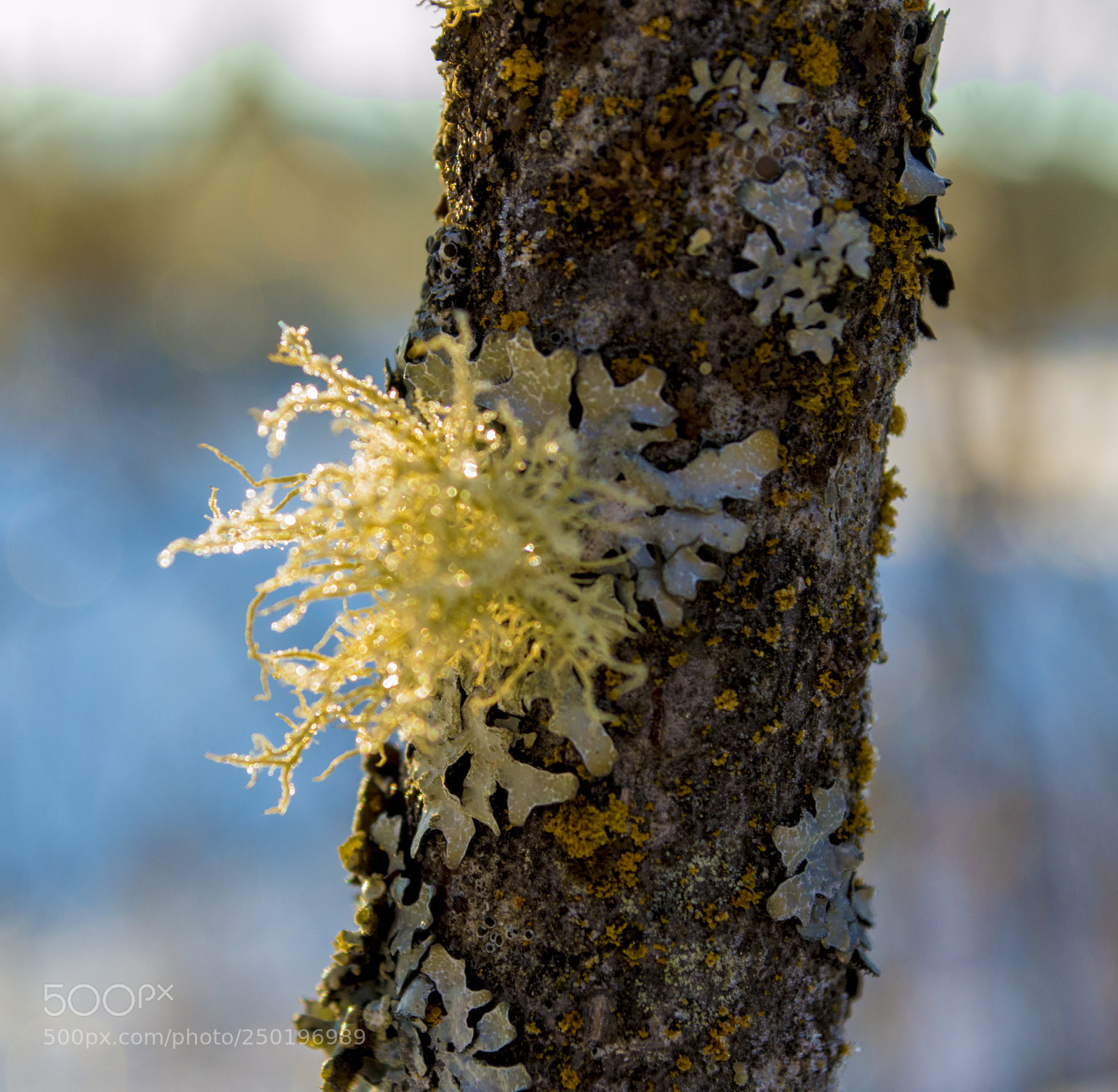 Nikon D3200 sample photo. Morning dew moss photography