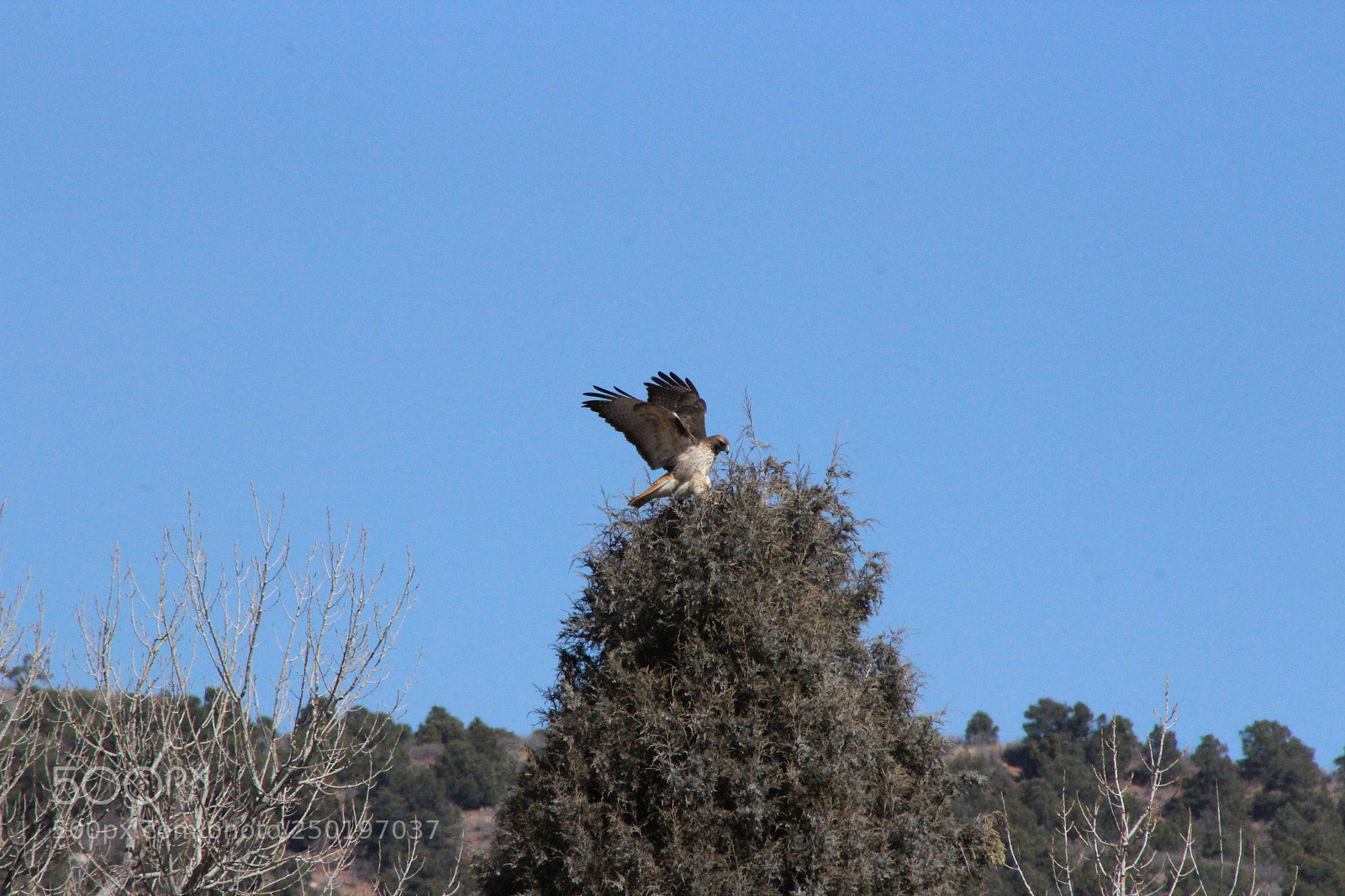 Canon EF 75-300mm f/4-5.6 sample photo. Hawk photography