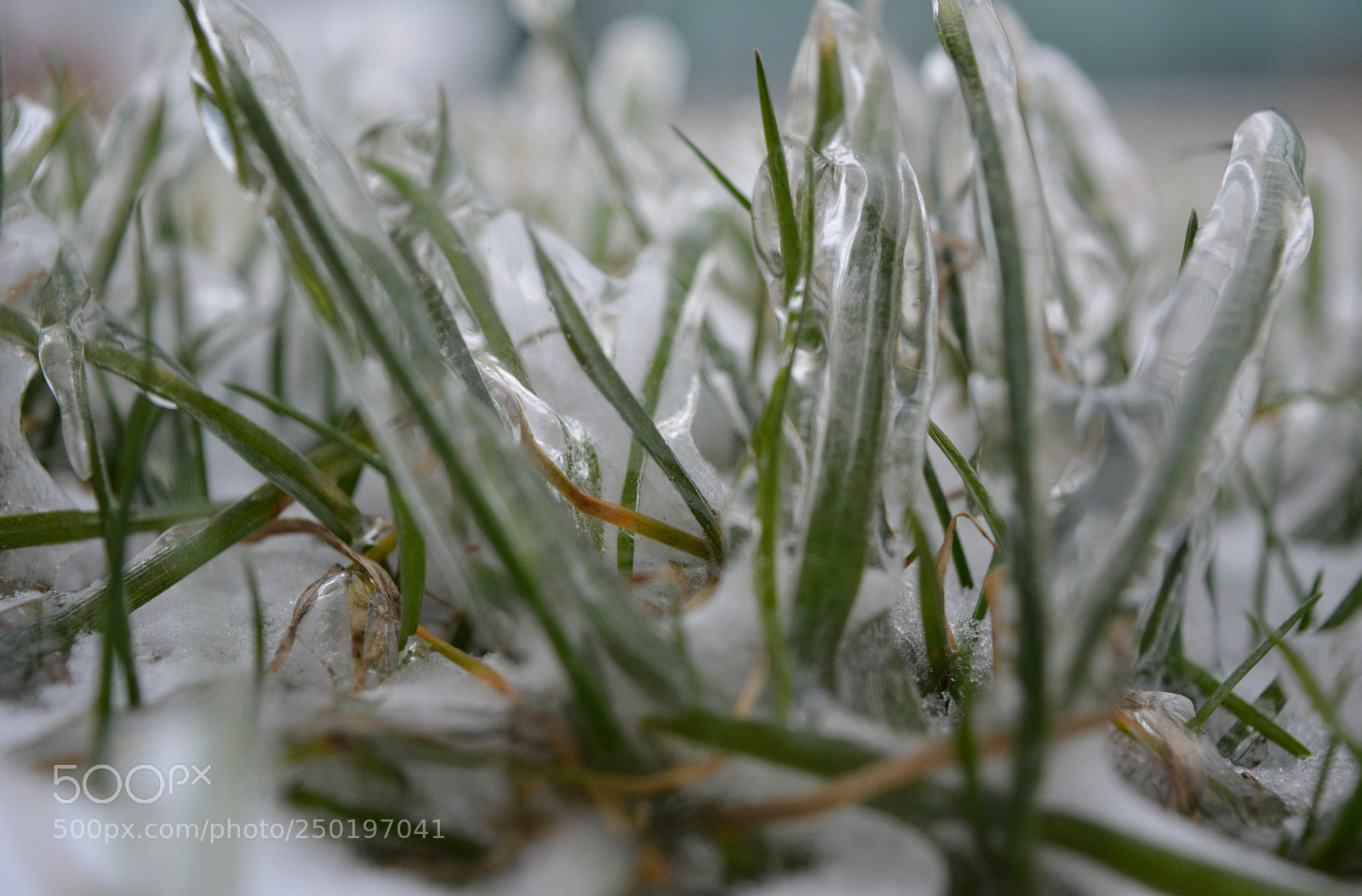 Nikon D5200 sample photo. Grass of ice photography