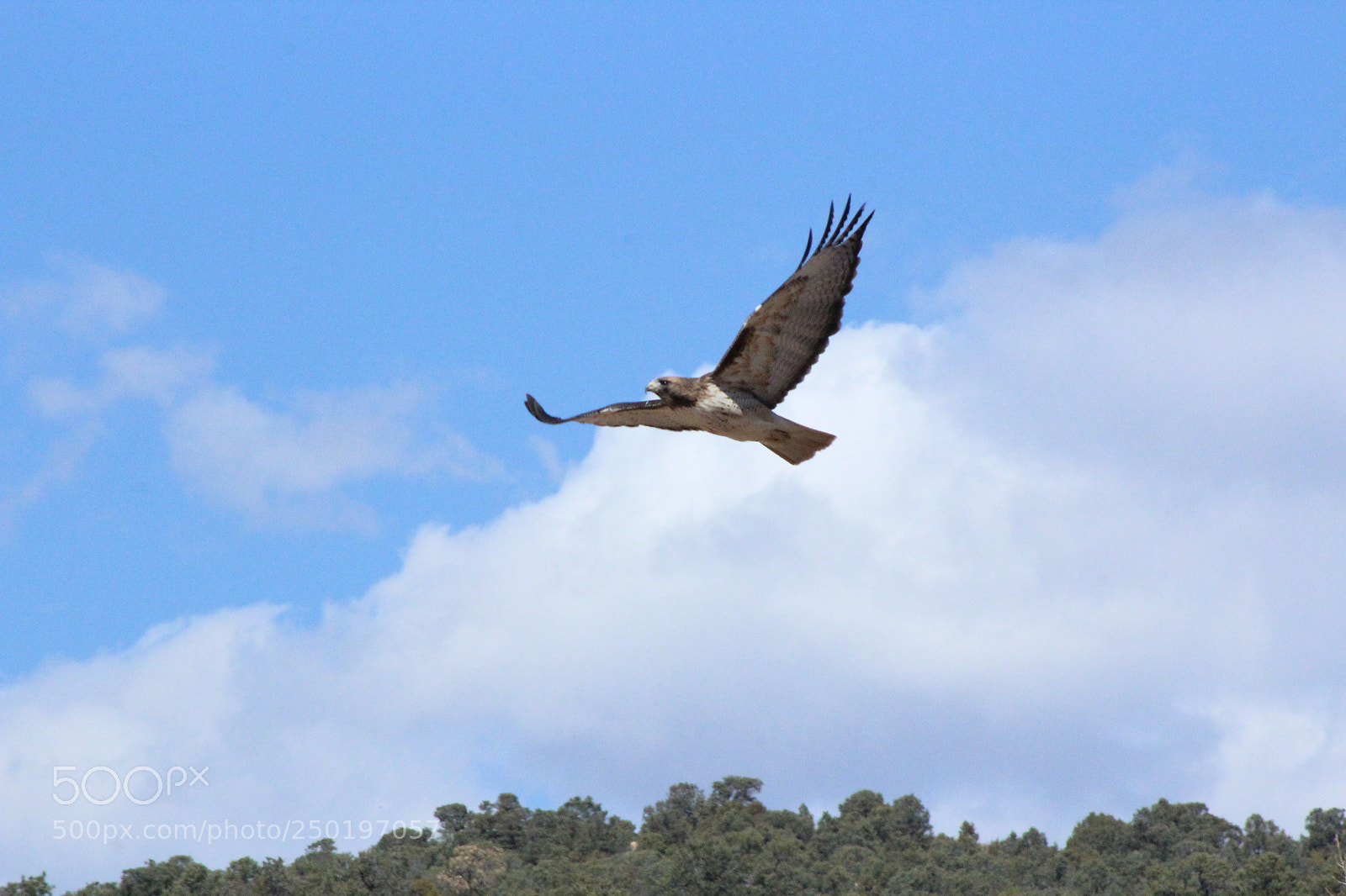Canon EF 75-300mm f/4-5.6 sample photo. Hawk photography