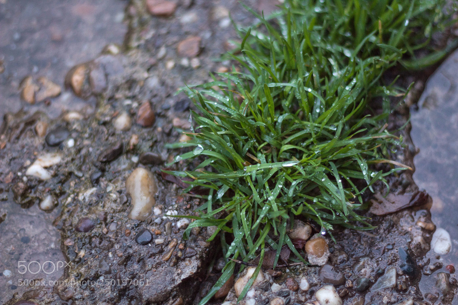 Canon EOS 1300D (EOS Rebel T6 / EOS Kiss X80) sample photo. After rain photography