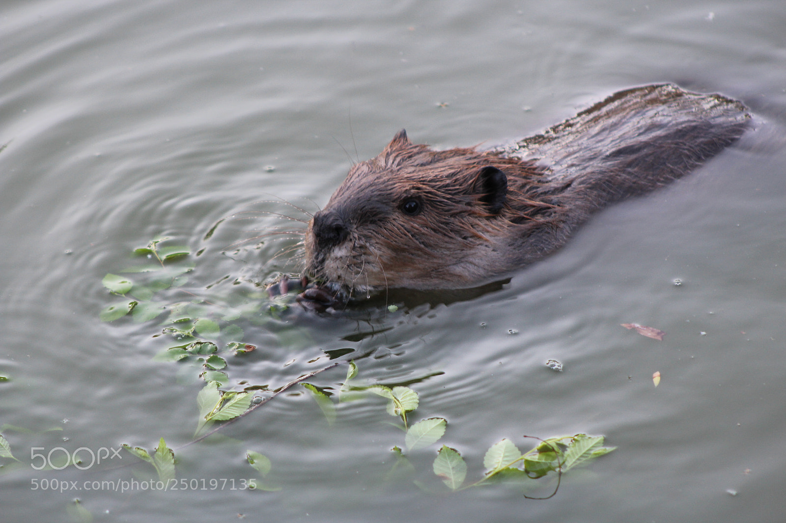 Canon EF 75-300mm f/4-5.6 sample photo. Beaver photography