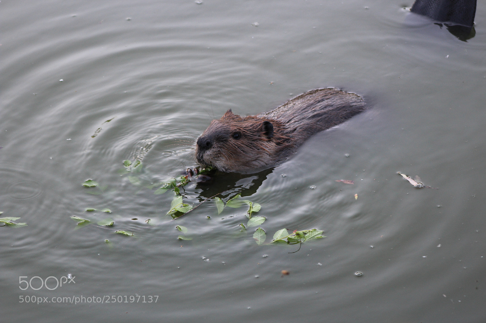 Canon EF 75-300mm f/4-5.6 sample photo. Beaver photography