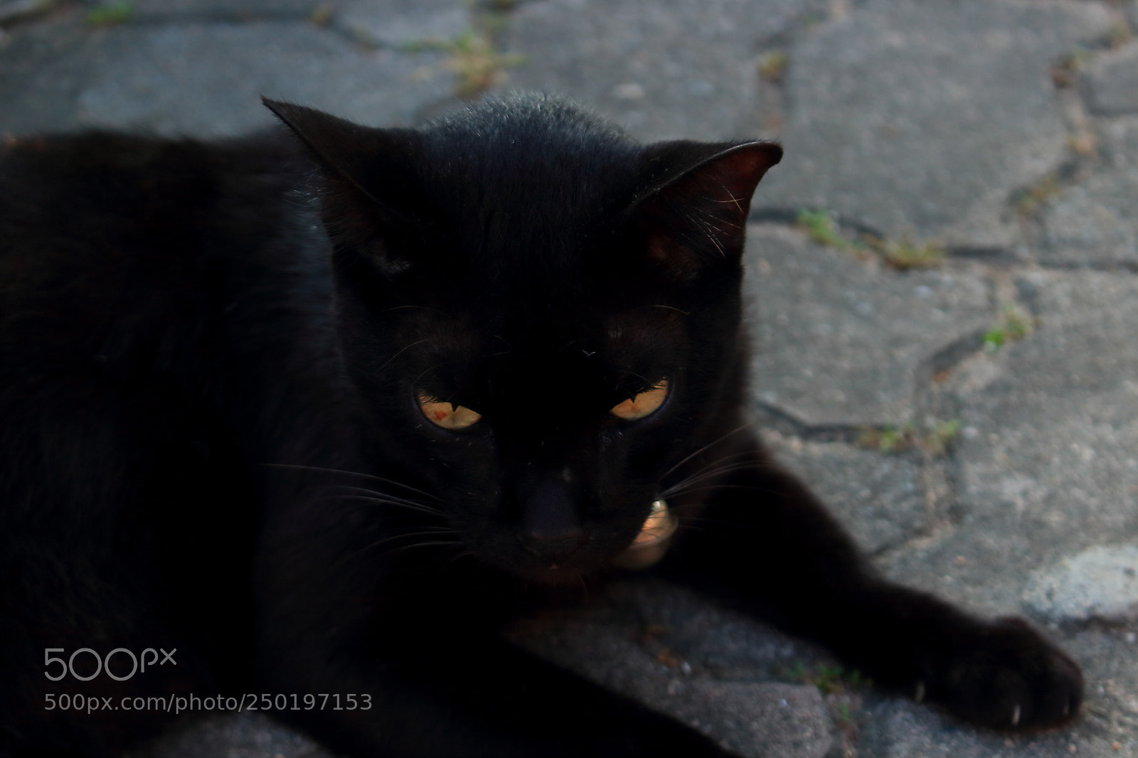 Canon EOS 100D (EOS Rebel SL1 / EOS Kiss X7) sample photo. Portrait of a black photography