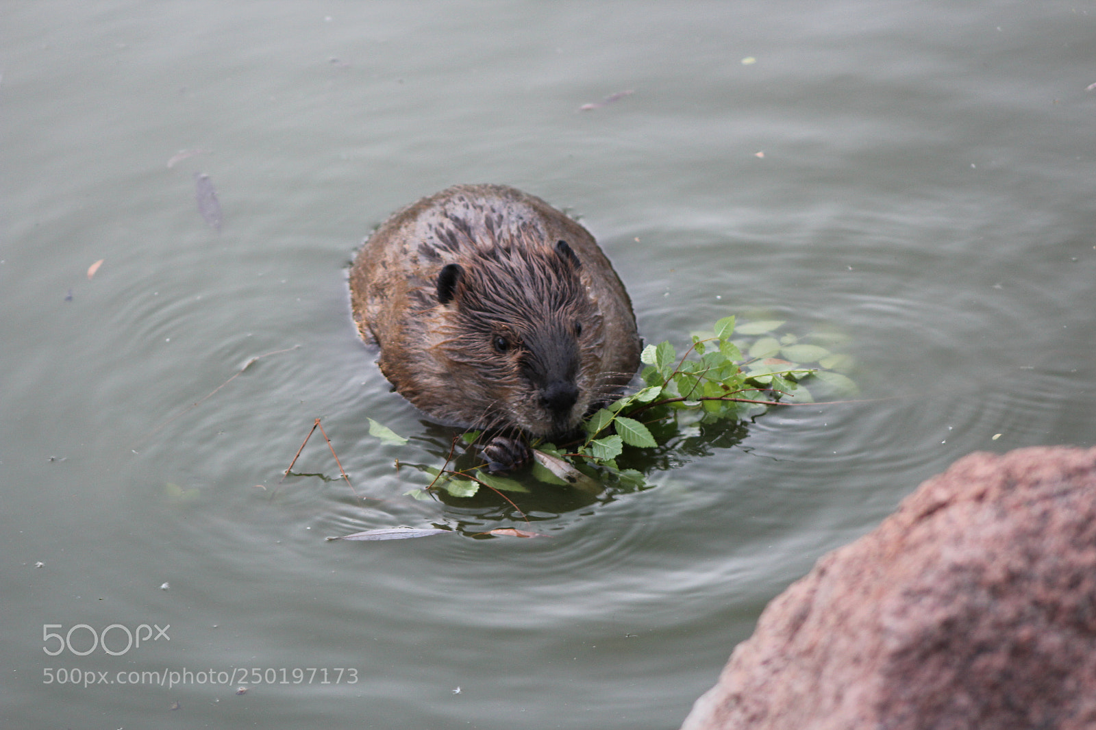 Canon EF 75-300mm f/4-5.6 sample photo. Beaver photography