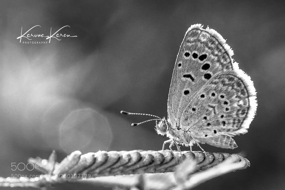 Sony a99 II sample photo. Butterfly  photography