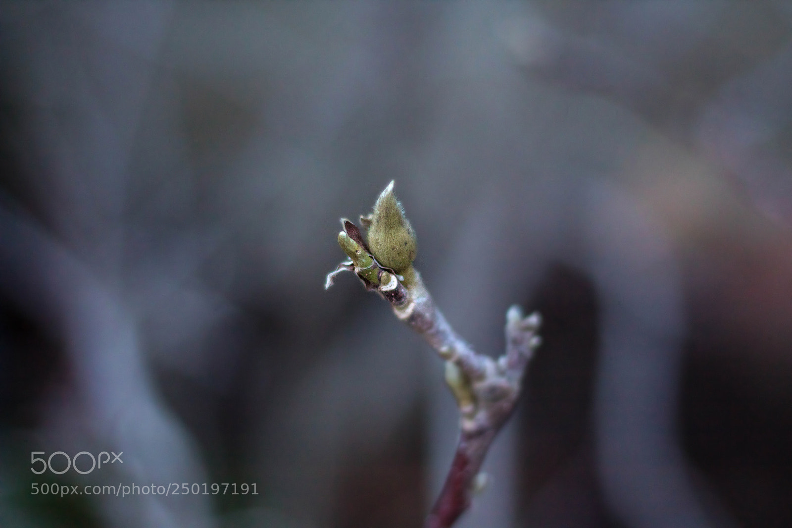 Canon EOS 1300D (EOS Rebel T6 / EOS Kiss X80) sample photo. Magnolia bud photography