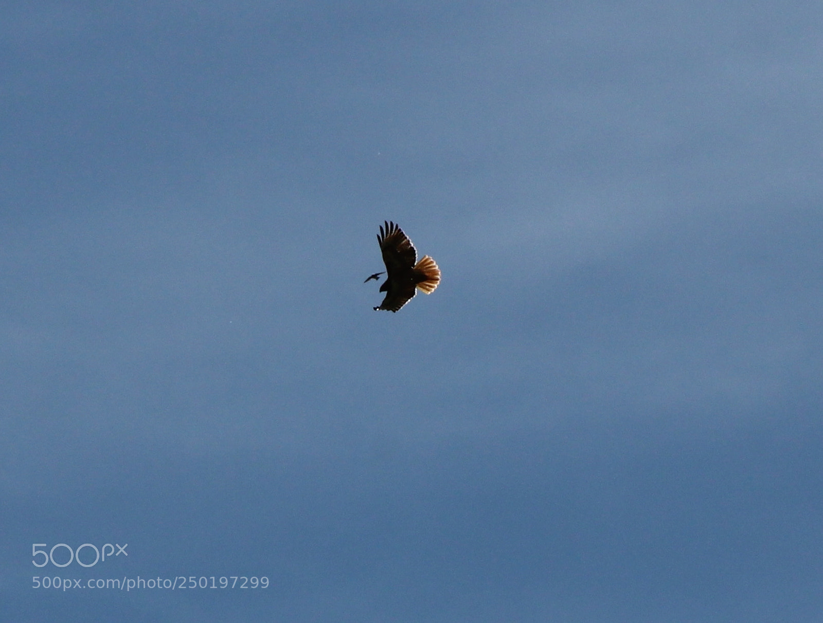 Canon EOS 1200D (EOS Rebel T5 / EOS Kiss X70 / EOS Hi) sample photo. Hawk photography