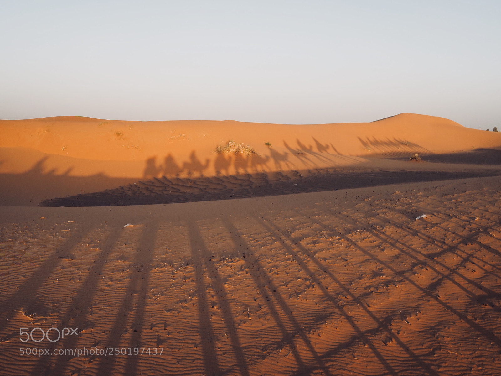Olympus OM-D E-M5 II sample photo. Camel shadow photography