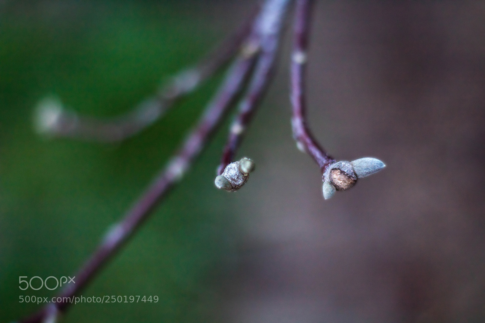 Canon EOS 1300D (EOS Rebel T6 / EOS Kiss X80) sample photo. Magnolia buds photography