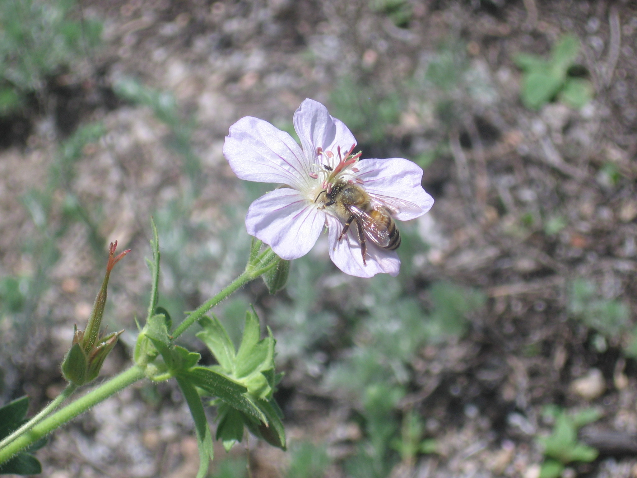 Canon POWERSHOT A510 sample photo. Bee on flower photography