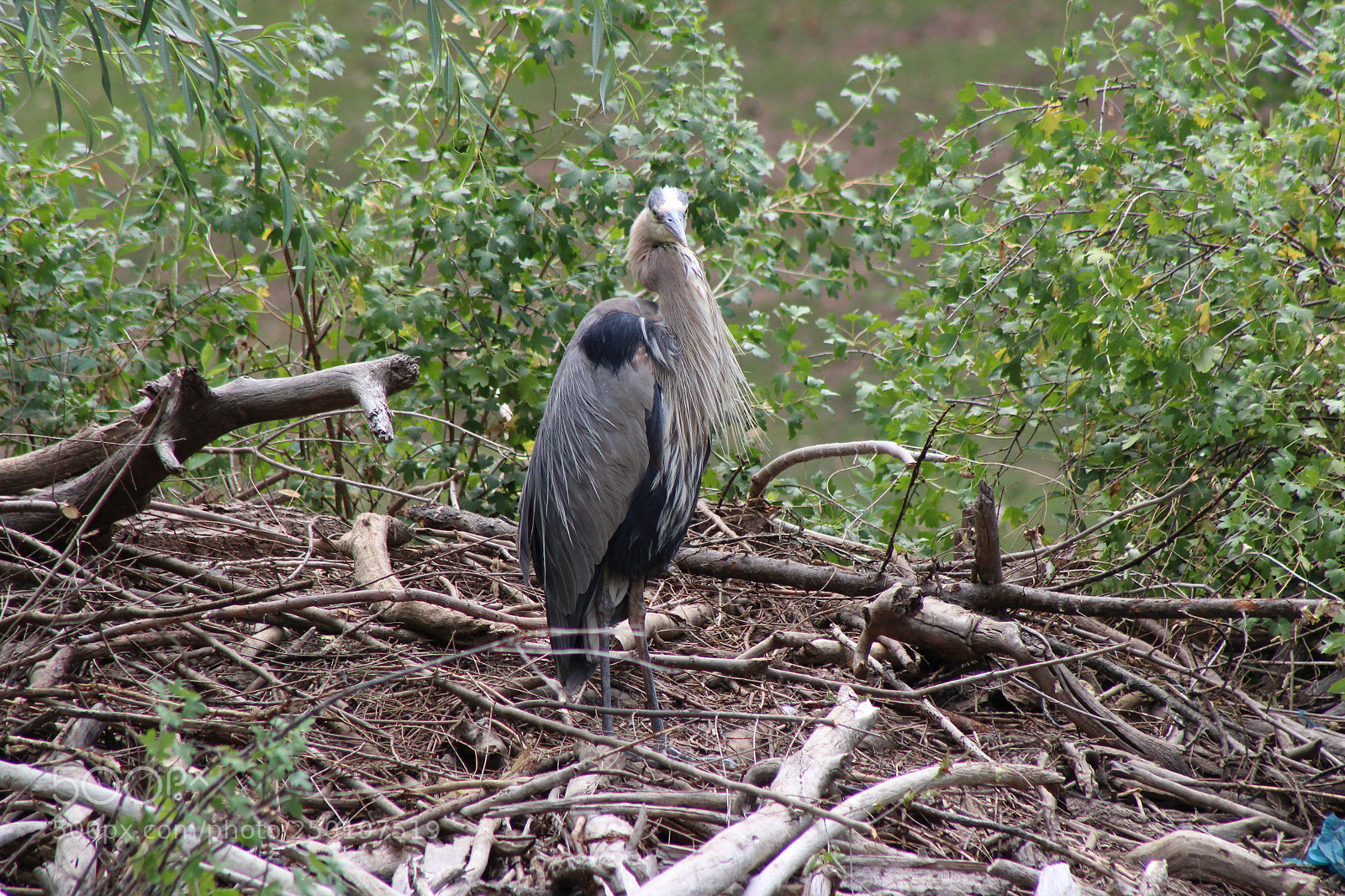 Canon EF 75-300mm f/4-5.6 sample photo. Crane photography