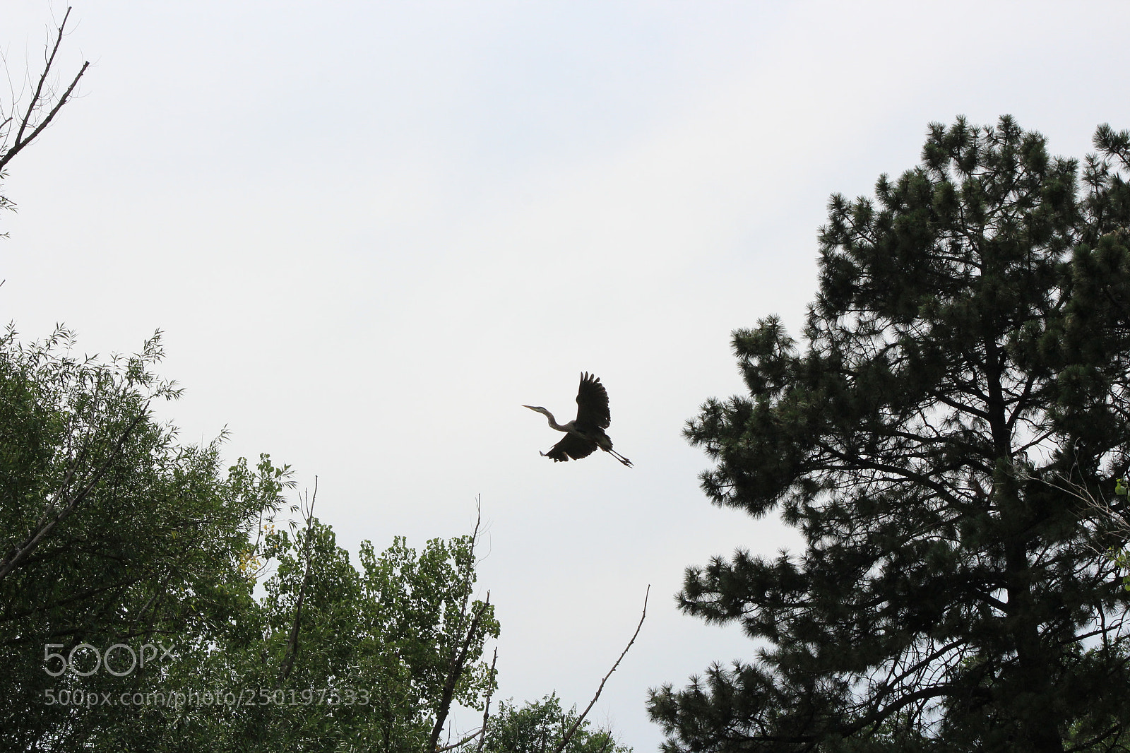 Canon EF 75-300mm f/4-5.6 sample photo. Crane photography
