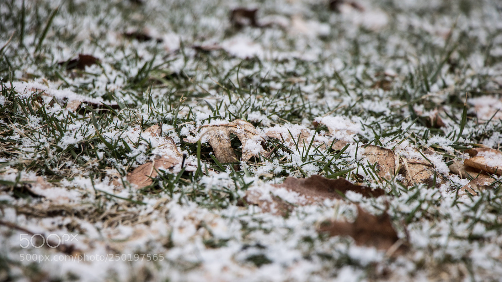 Canon EOS 750D (EOS Rebel T6i / EOS Kiss X8i) sample photo. Fall and winter photography