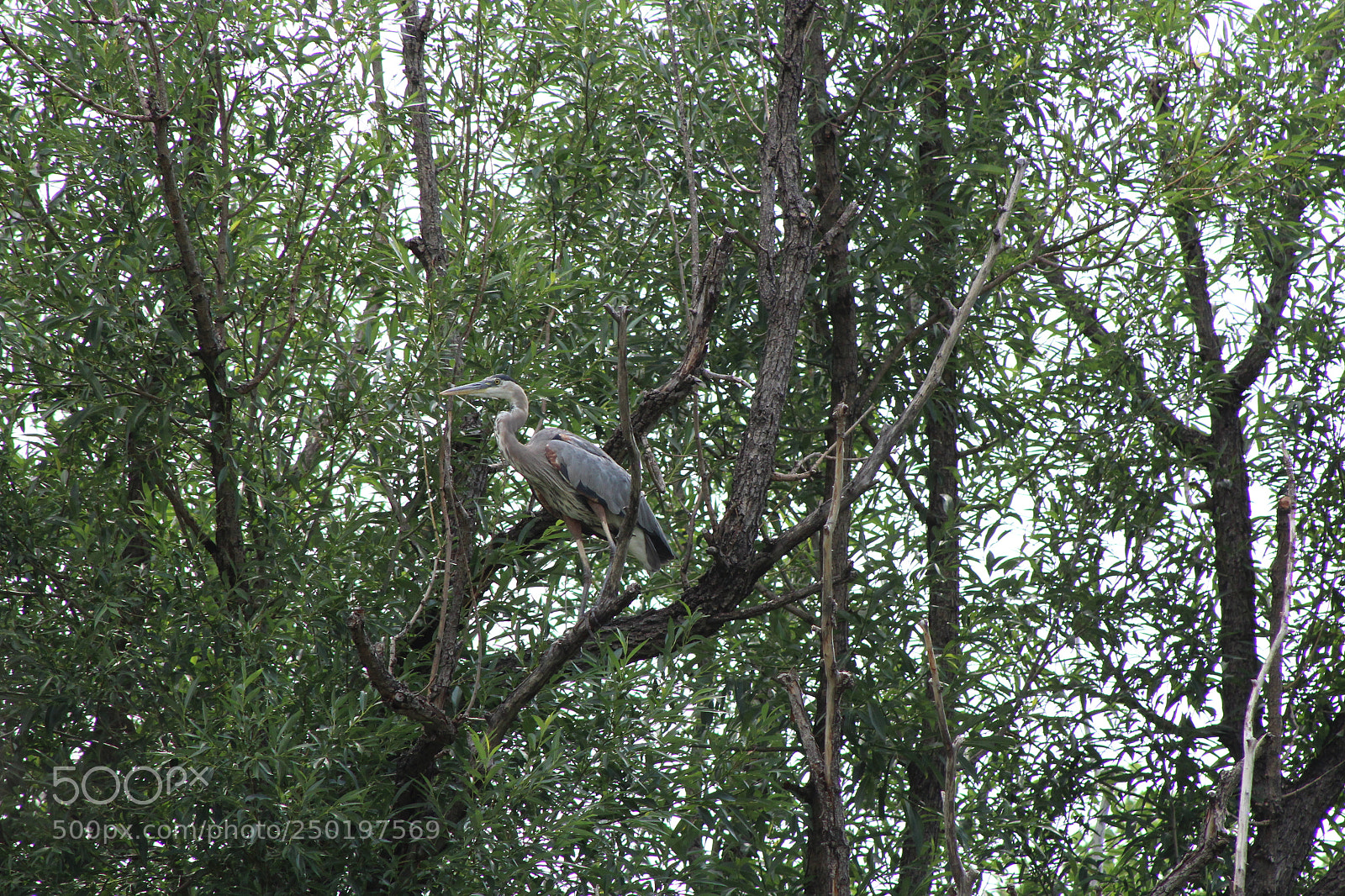 Canon EF 75-300mm f/4-5.6 sample photo. Crane photography