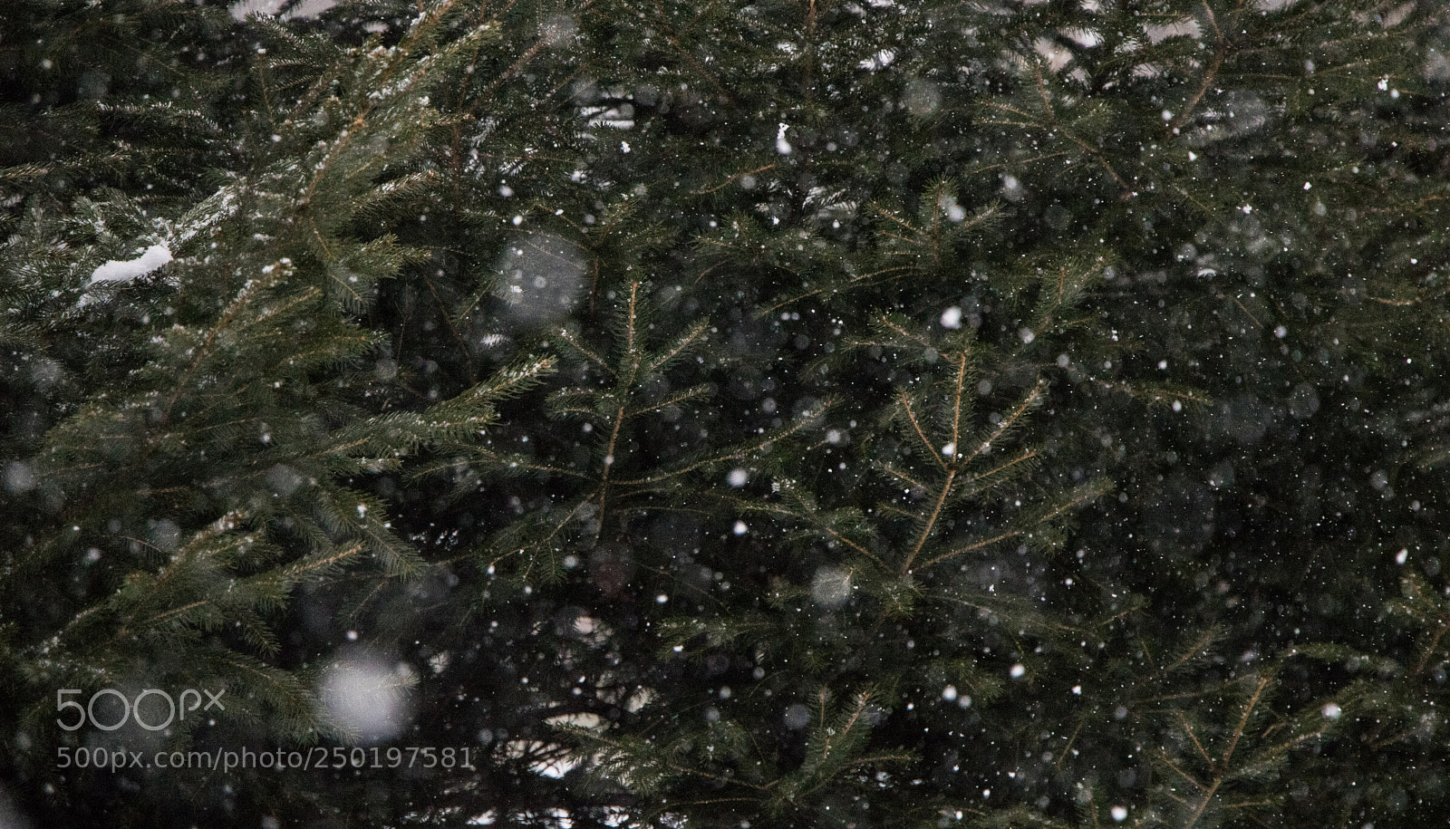 Canon EOS 750D (EOS Rebel T6i / EOS Kiss X8i) sample photo. Pine photography
