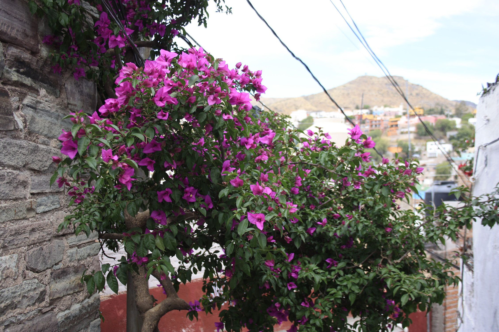 Canon EOS 450D (EOS Rebel XSi / EOS Kiss X2) sample photo. Morado photography