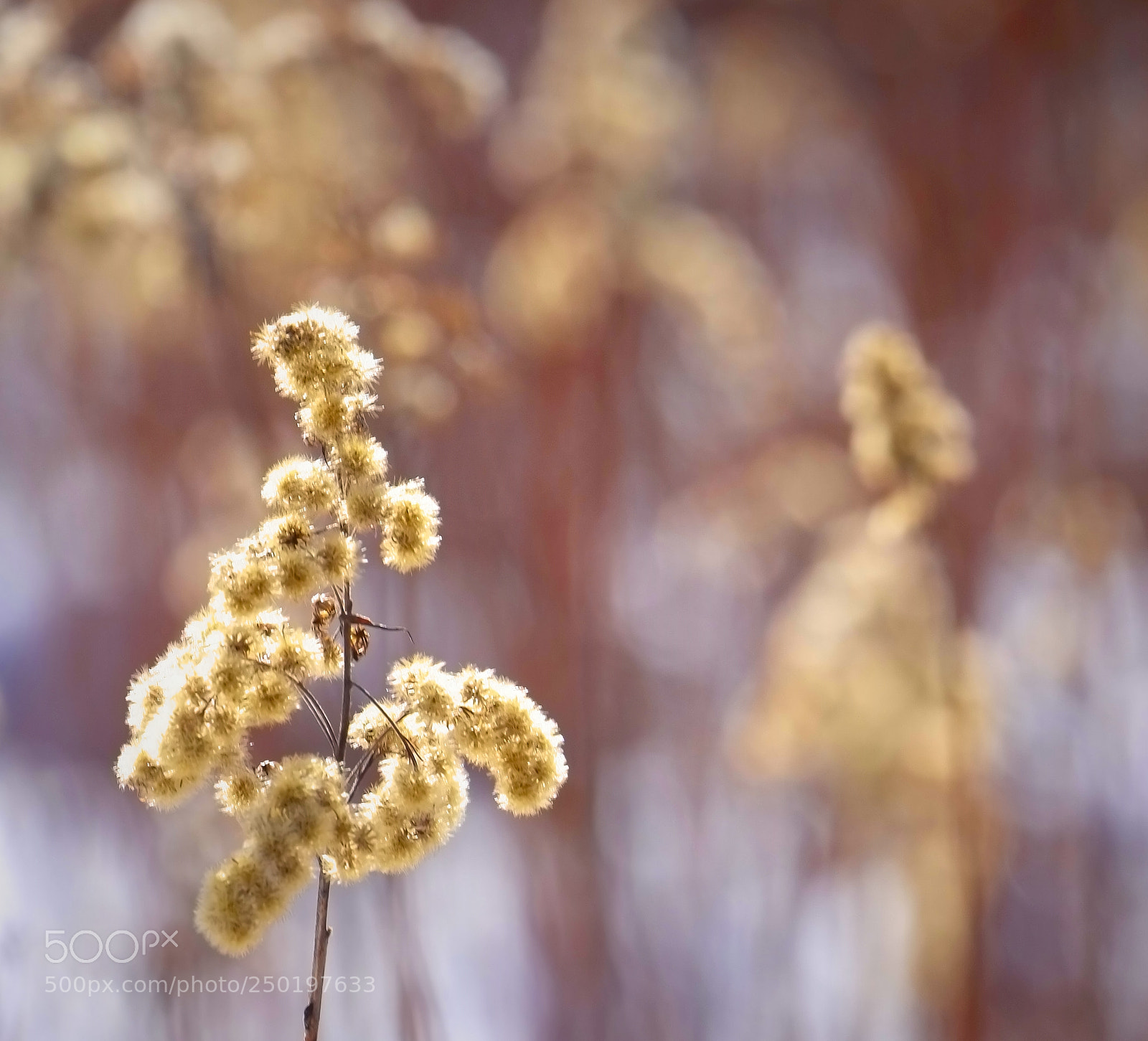 Fujifilm X-E1 sample photo. Alone in a crowd photography
