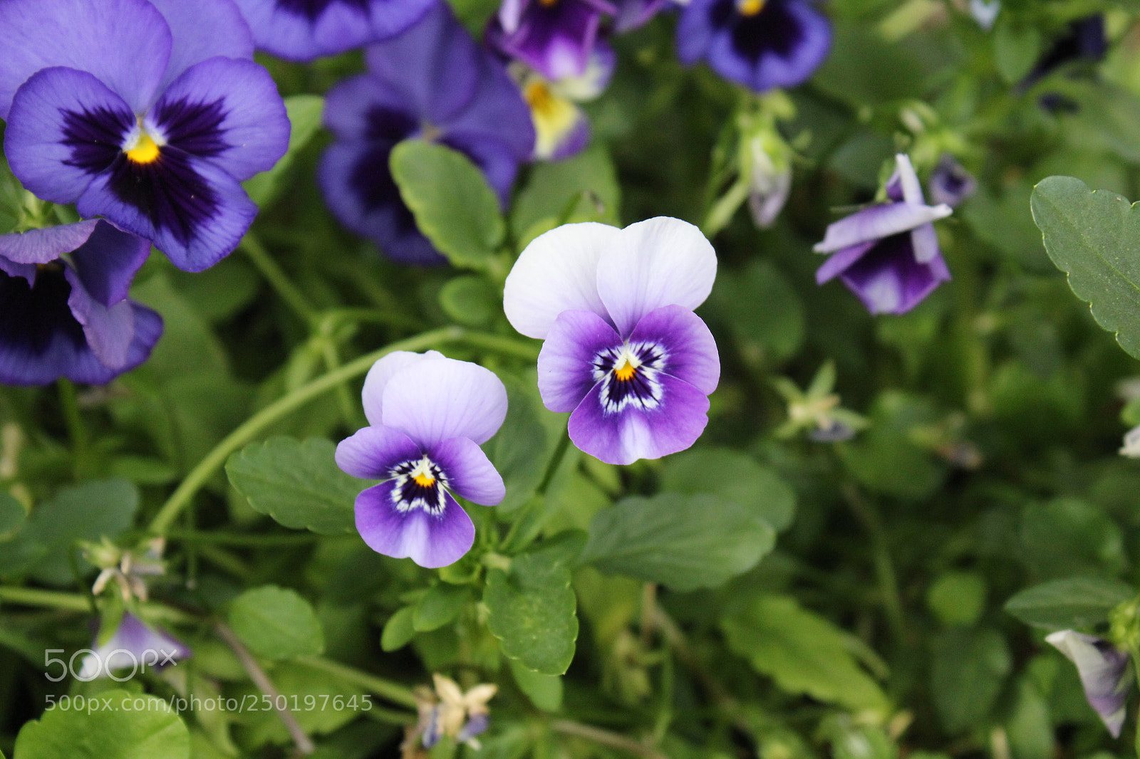 Canon EOS 1200D (EOS Rebel T5 / EOS Kiss X70 / EOS Hi) sample photo. Flower photography