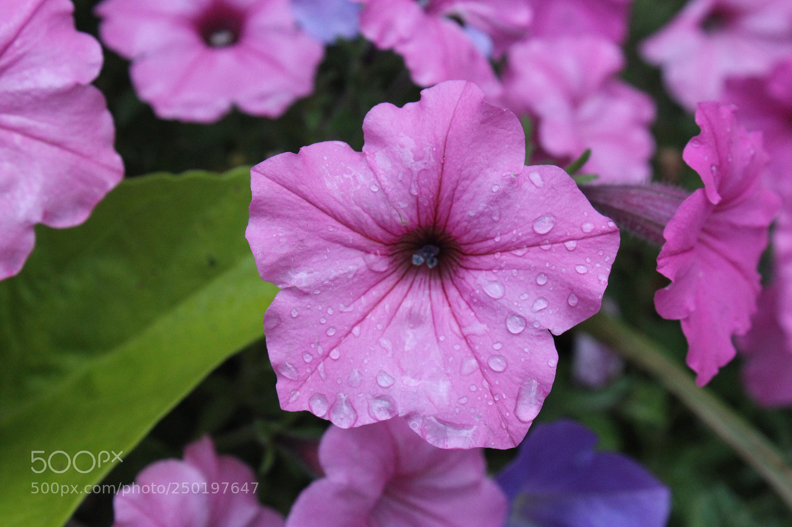 Canon EOS 1200D (EOS Rebel T5 / EOS Kiss X70 / EOS Hi) sample photo. Flower photography