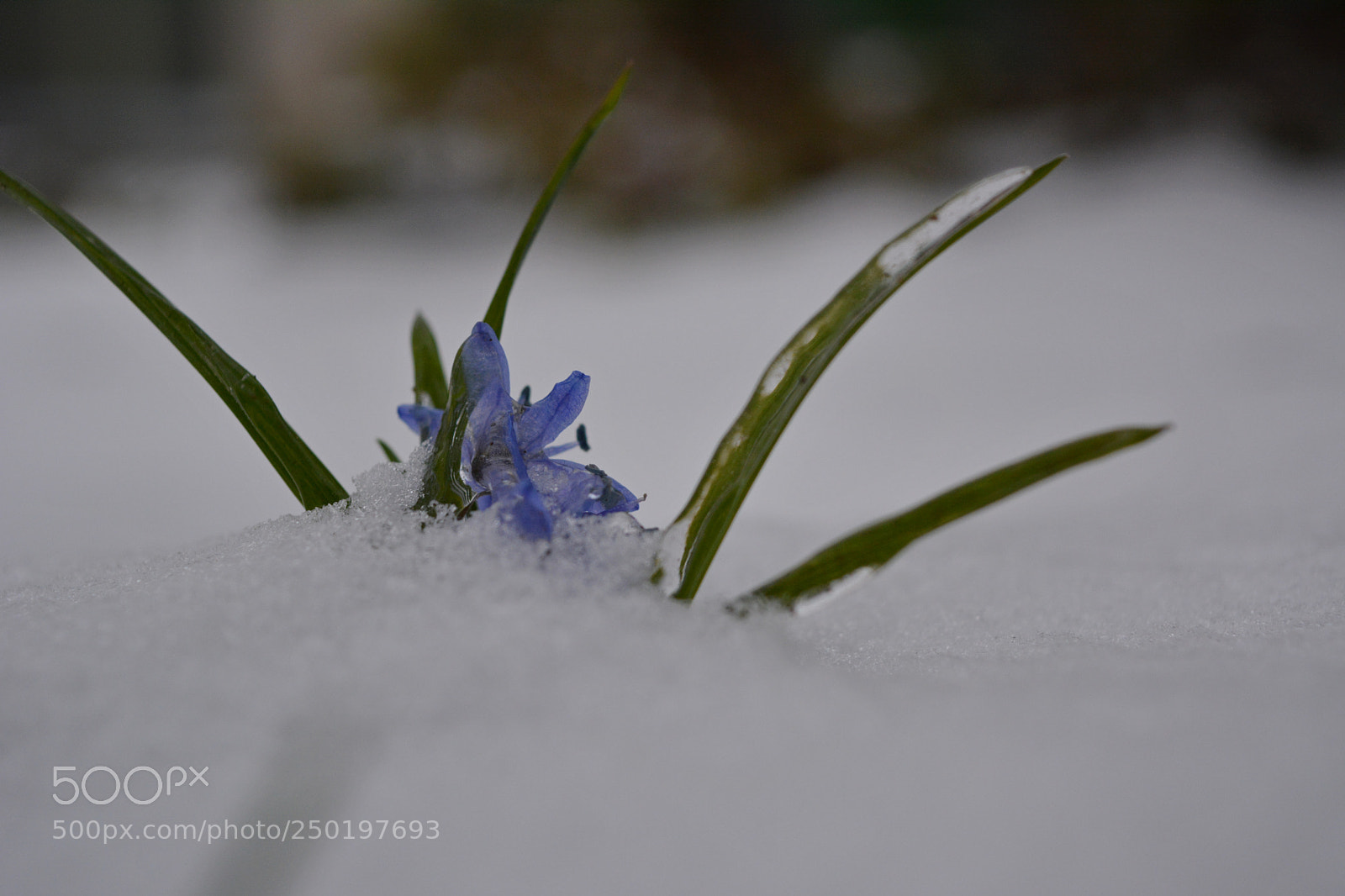 Nikon D5200 sample photo. Violet in ice photography