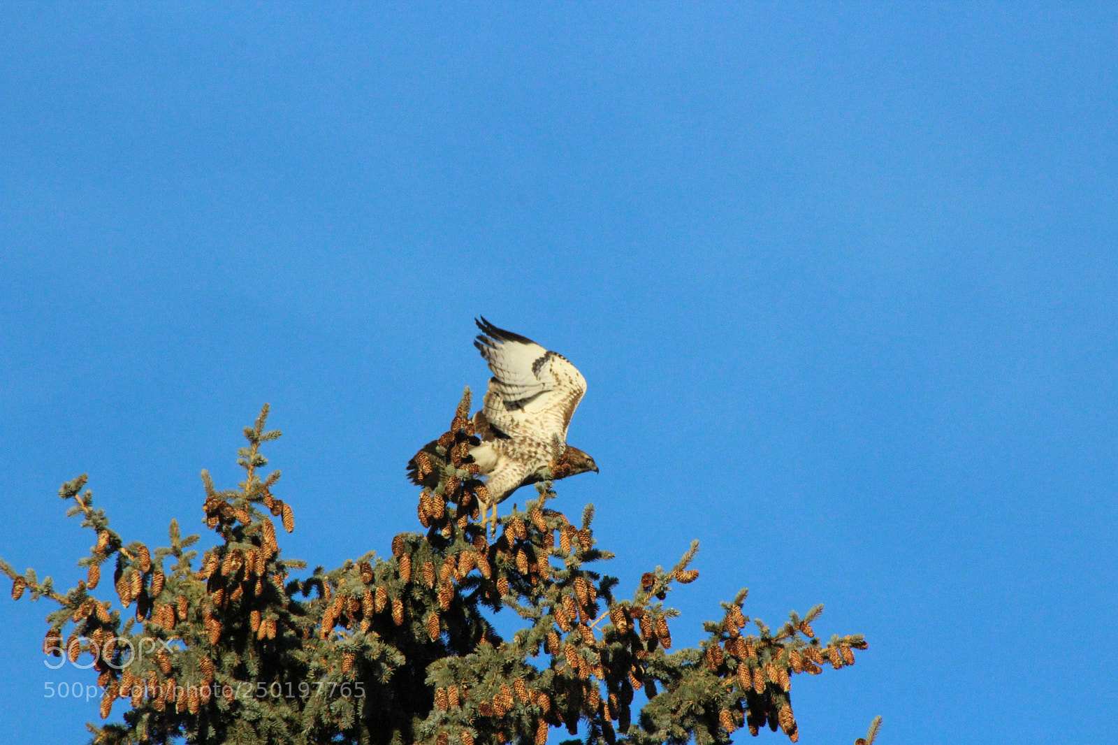 Canon EF 75-300mm f/4-5.6 sample photo. Hawk photography