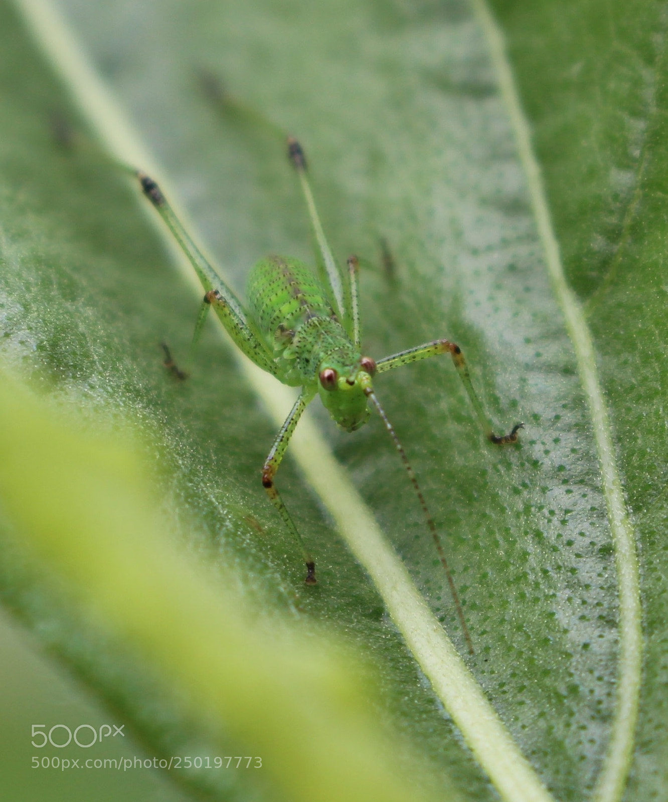 Canon EOS 100D (EOS Rebel SL1 / EOS Kiss X7) sample photo. Camouflage photography