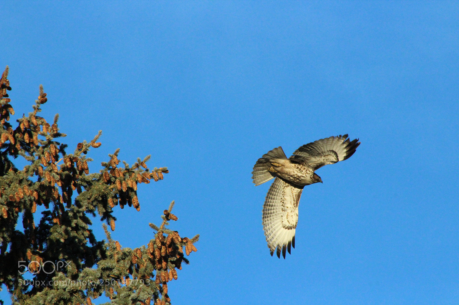 Canon EF 75-300mm f/4-5.6 sample photo. Hawk photography