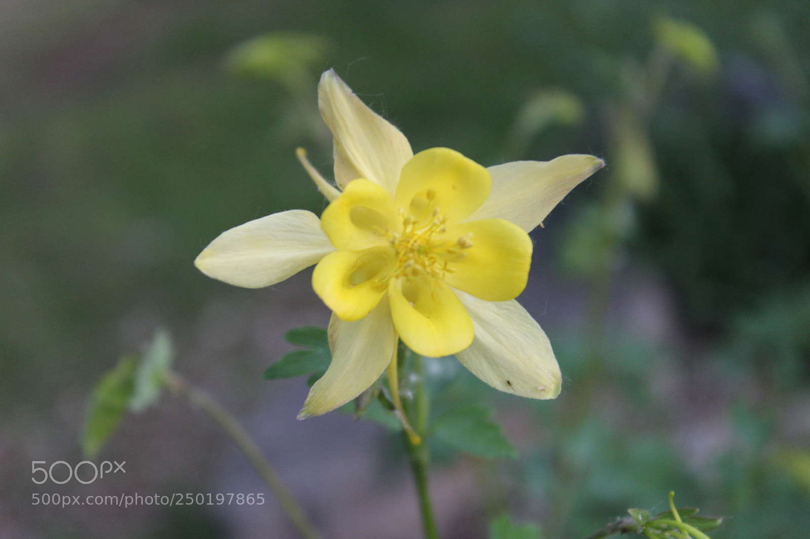 Canon EOS 1200D (EOS Rebel T5 / EOS Kiss X70 / EOS Hi) sample photo. Flower photography