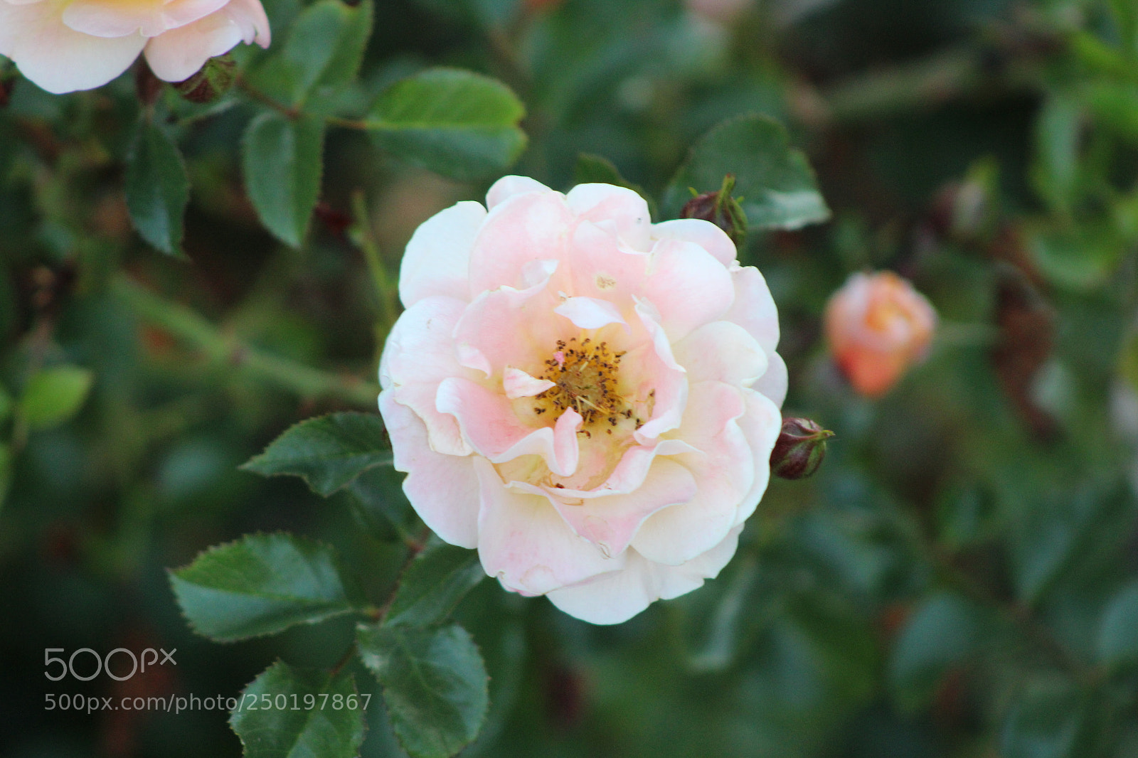 Canon EF 75-300mm f/4-5.6 sample photo. Flower photography