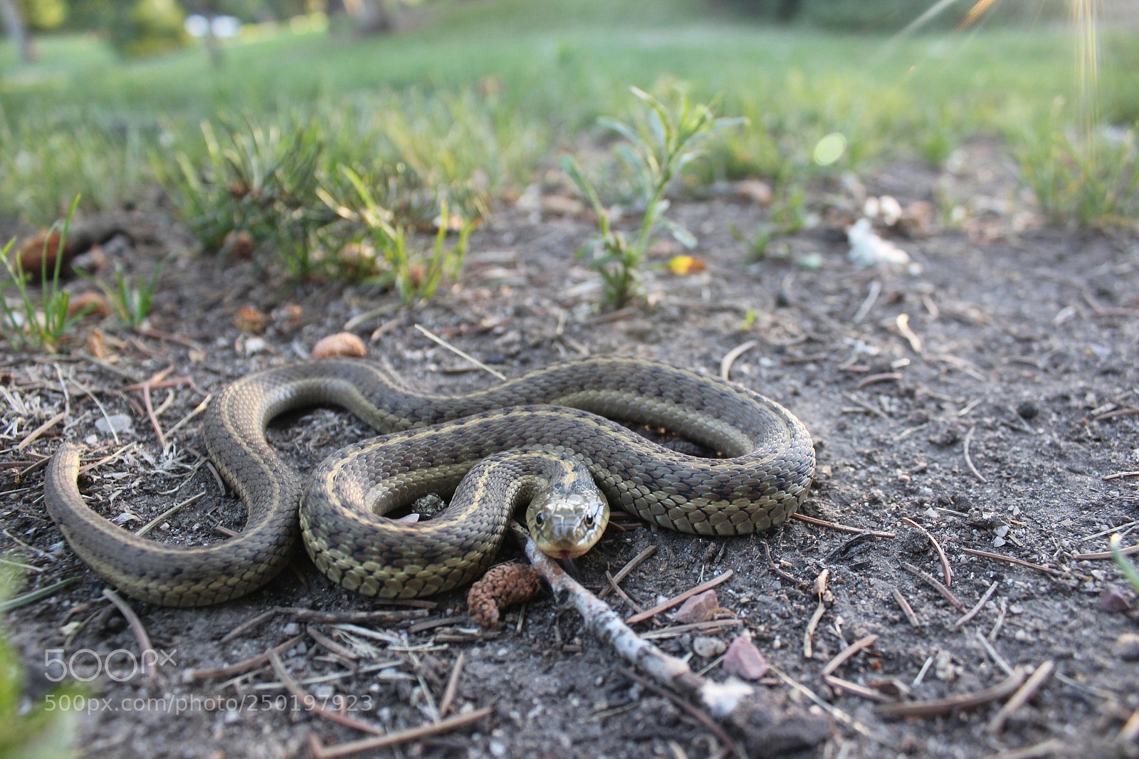 Canon EOS 1200D (EOS Rebel T5 / EOS Kiss X70 / EOS Hi) sample photo. Snake photography