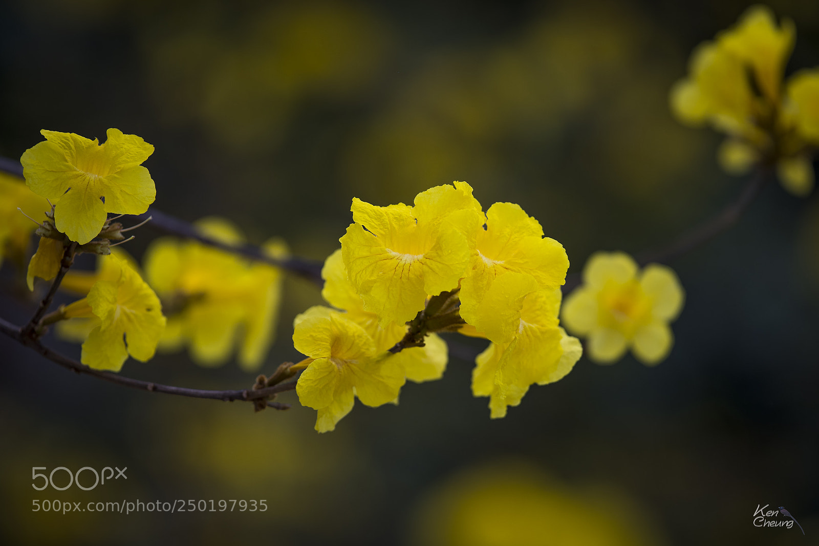 Canon EOS-1D X Mark II sample photo. Tabebuia chrysantha photography
