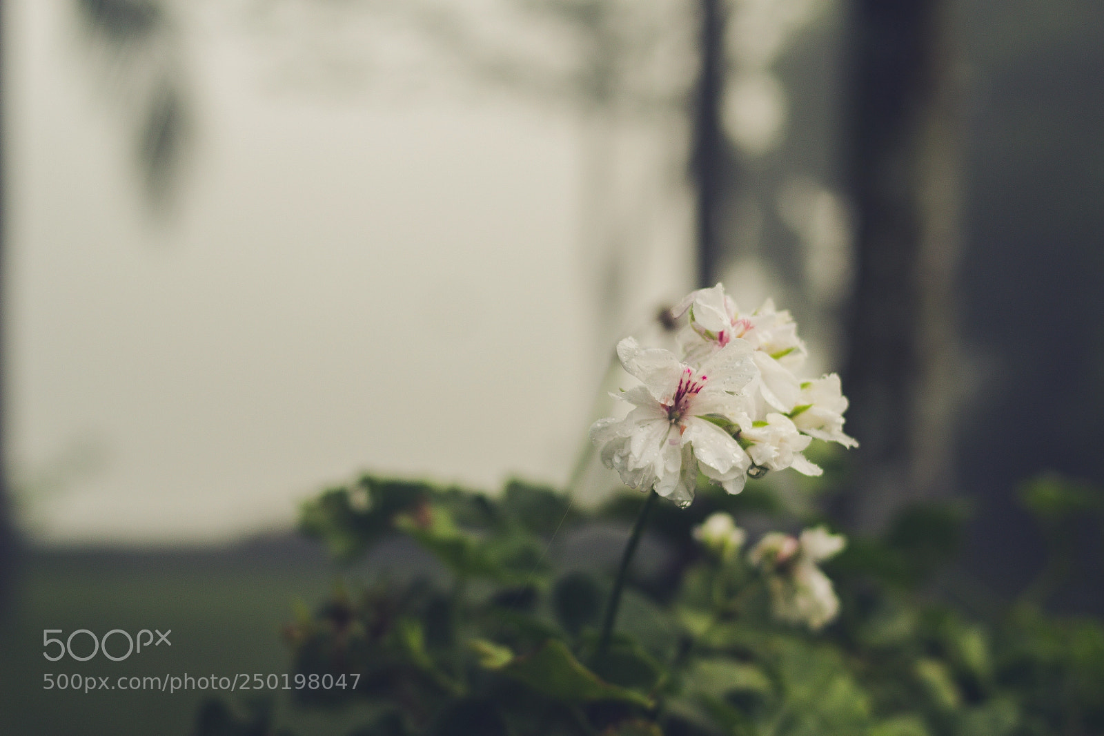 Canon EOS 700D (EOS Rebel T5i / EOS Kiss X7i) sample photo. Foggy day photography