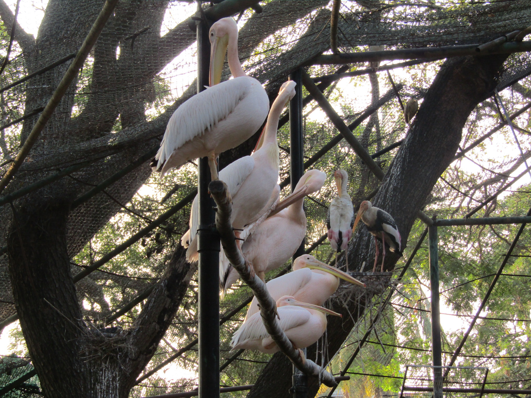 Canon POWERSHOT SX430 IS sample photo. Bird in zoo photography