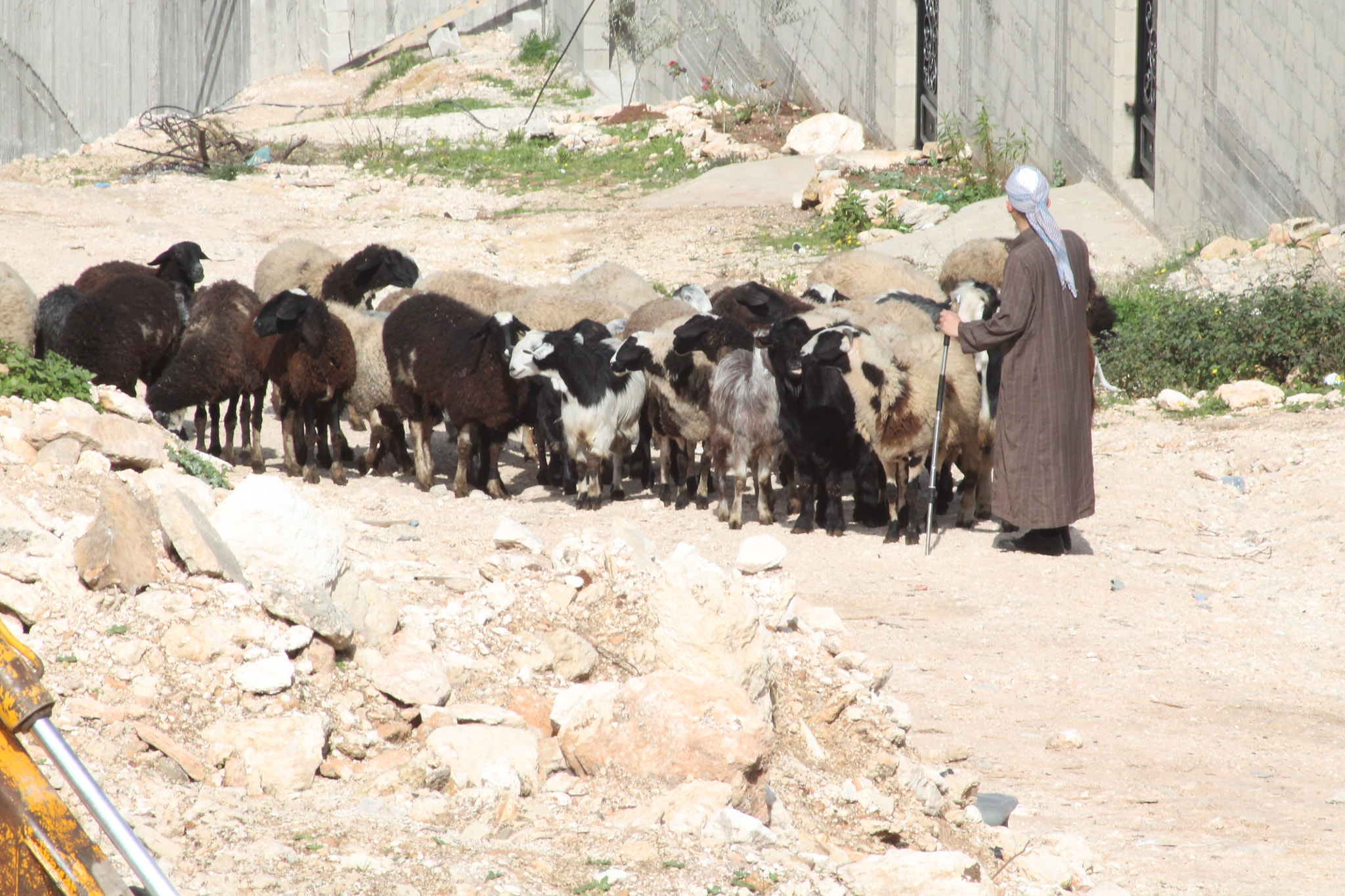 Canon EOS 1100D (EOS Rebel T3 / EOS Kiss X50) sample photo. Lonely shepherd 1 photography