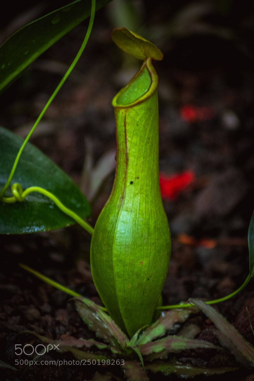 Canon EOS 80D sample photo. Untitled photography
